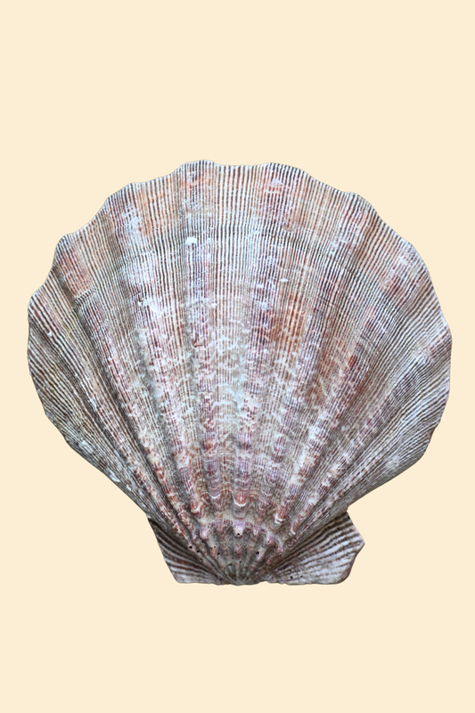 Lions Paw Shells