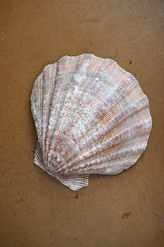 Lions Paw Shells