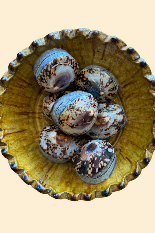 Limpet Shell Ring Box