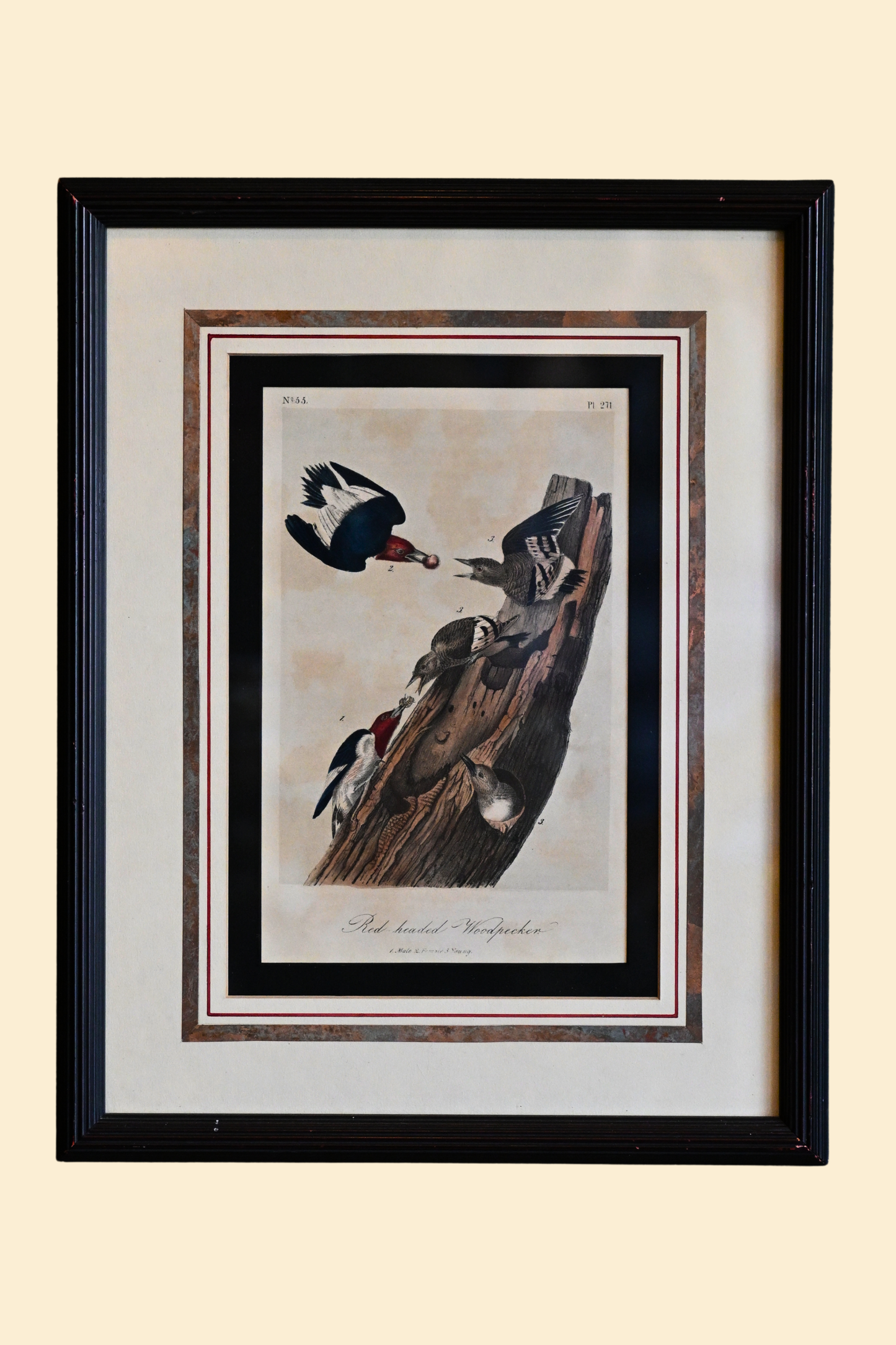 Woodpecker Framed Art
