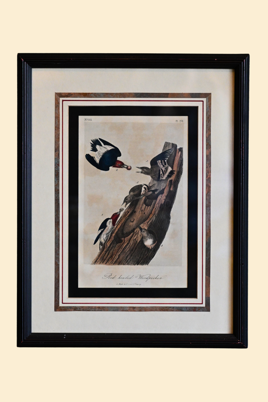 Woodpecker Framed Art