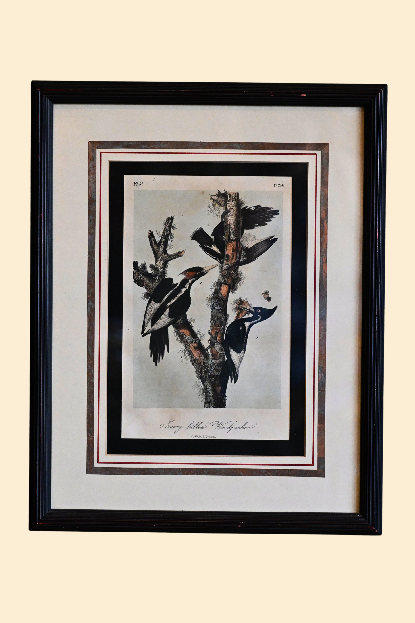 Woodpecker Framed Art